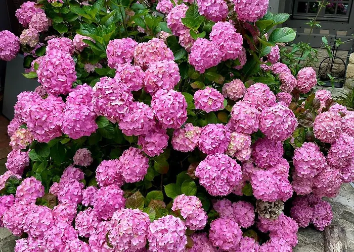 Villa Elysia Yourhosthelper Touques